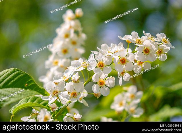 White flowering shrub in spring