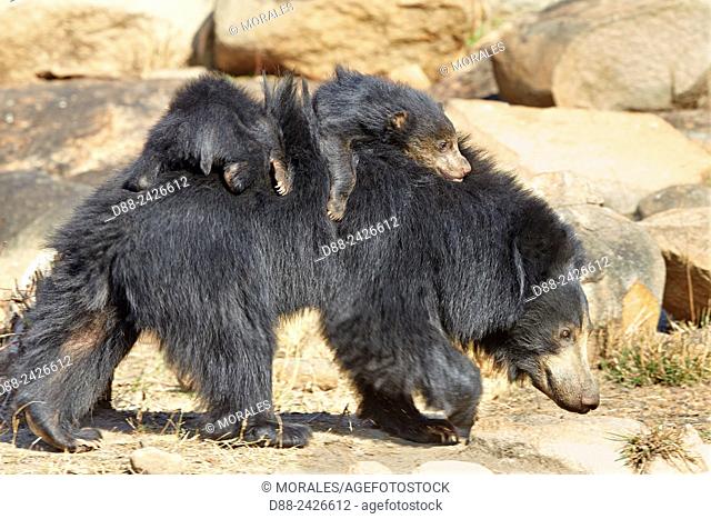Asia, India, Karnataka, Sandur Mountain Range, Sloth bear Melursus ursinus,  mother with baby, Stock Photo, Picture And Rights Managed Image. Pic.  D88-2426612 | agefotostock