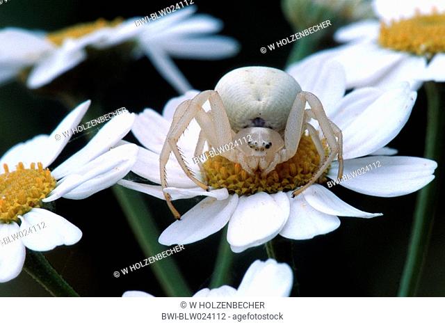 goldenrod crab spider Misumena vatia, in spider web, lurking for prey