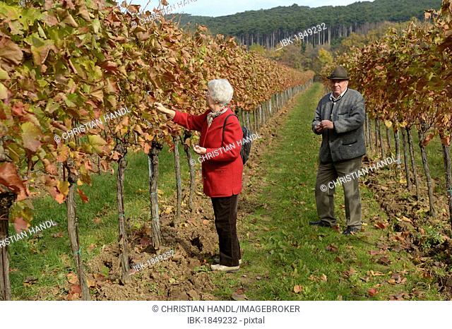 Retired couple in a vineyard, Grossau, Lower Austria, Austria, Europe