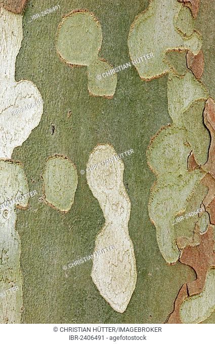 Common Sycamore, London Plane Tree or Hybrid Plane (Platanus x hispanica, Platanus x hybrida, Platanus x acerifolia), detail of bark, Provence, Southern France