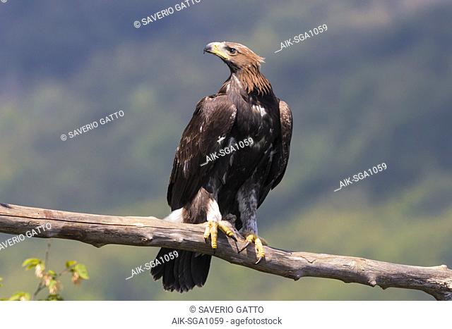 Golden Eagle (Aquila chrysaetos), juvenile perched on a dead branch