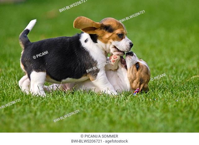 Beagle Canis lupus f. familiaris, two puppies tussling