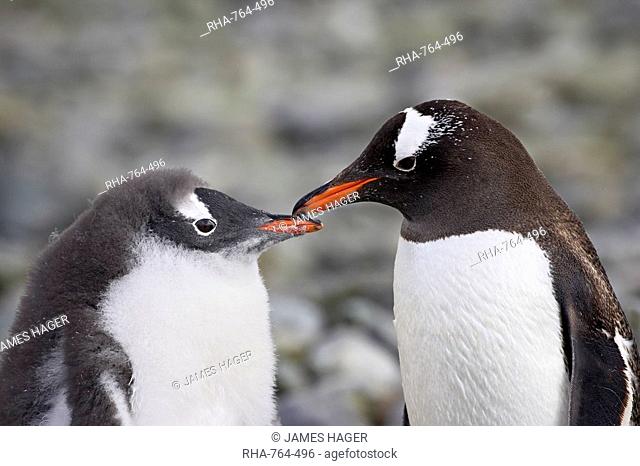 Gentoo penguin Pygoscelis papua adult and chick, Ronge Island, Antarctic Peninsula, Antarctica, Polar Regions