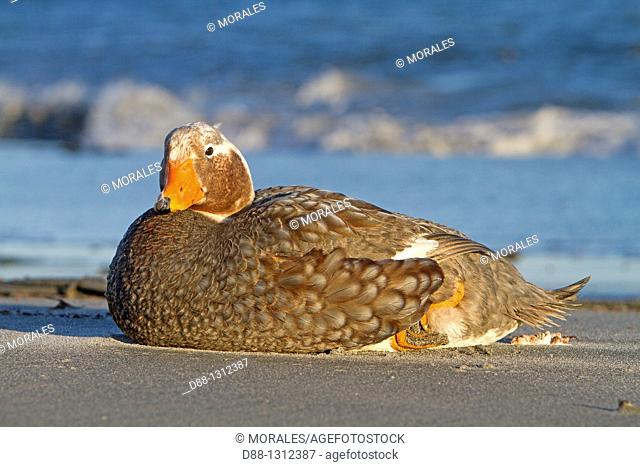 Falkland Islands , Sea LIon island , Falkland Flightless Steamer Duck  Tachyeres brachypterus  , Order : Anseriformes , Family : Anatidae