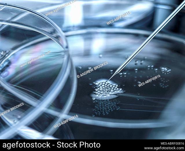 Petri dish with embryonic stem cells used in cloning and genetic modification