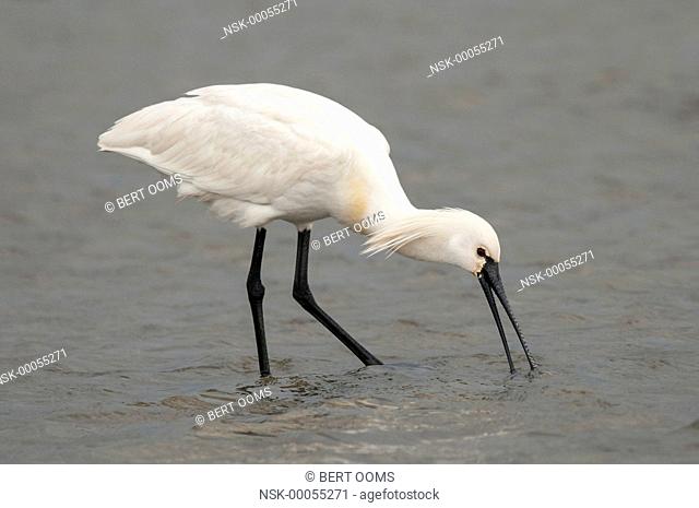 Eurasian Spoonbill (Platalea leucorodia) fishing in the shallow water on the mudflat of the Wadden Sea, The Netherlands, Friesland, Ameland