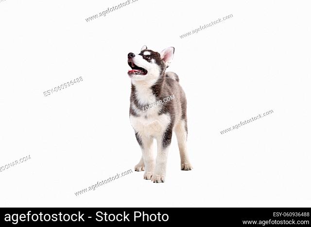 Funny black-white wool puppy purebred husky female puppy on white isolated background in studio. Smiling face of domestic pure bred dog with pointy ears