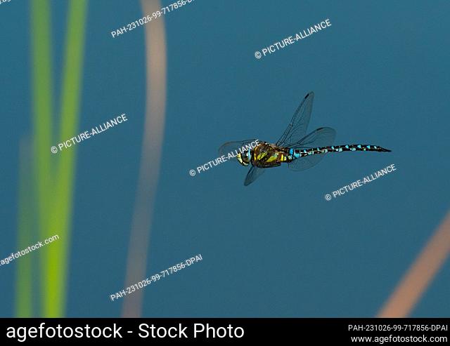 05 September 2023, Brandenburg, Frankfurt (Oder): 05.09.2023. A nale Migrant hawker (Aeshna mixta) flies over a pond near Frankfurt (Oder) among reeds