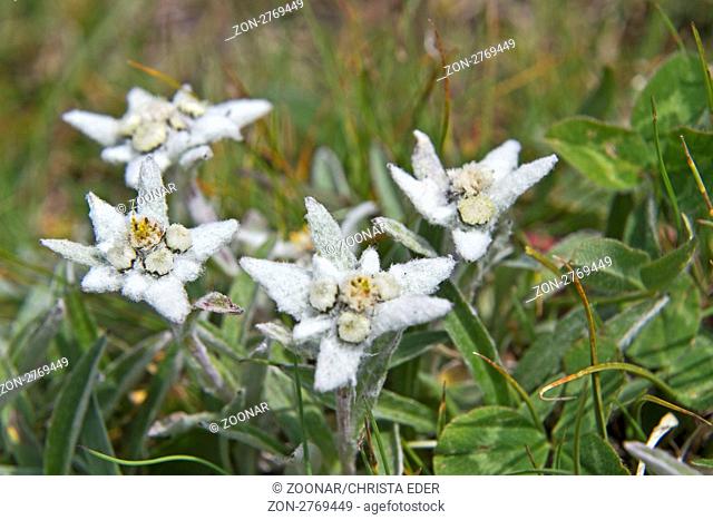 Edelweiß - wird auch oftmals als Königin der Alpenblumen bezeichnet