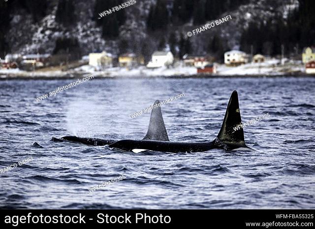 Killer Whales on Water Surface, Orcinus orca, Andfjorden, Andoya Island, Norway