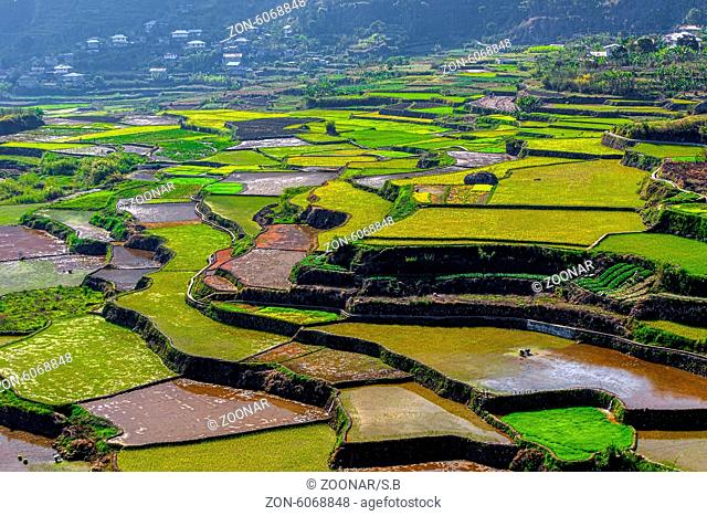 overview of the rice-terraces of Sagada, Luzon, Ph