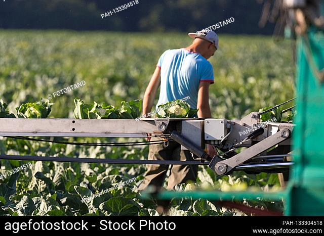 Markendorf, Germany June 23, 2020: Symbolic images - 2020 Cauliflower harvest in a field of the Biewener vegetable farm. In the picture: In the foreground a...