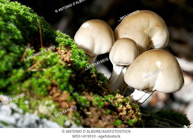 Group of young Agrocybe Aegerita mushrooms in a deep forest