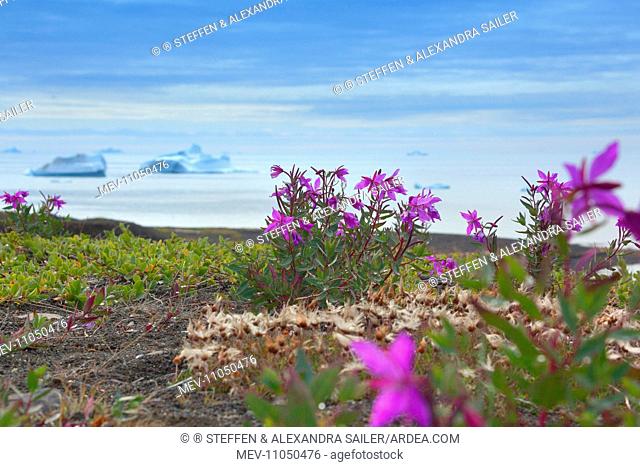 Dwarf Fireweed along the coast with icebergs drifting in the Arctic ocean in the background Summer Davis Strait, Greenland, Arctic, Denmark, Europe