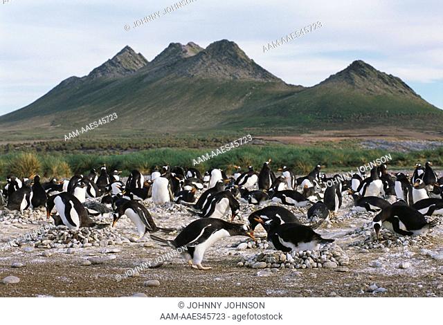 Gentoo Penguin Rookery (Pygoscelis papua), Steeple Jason, Falkland Islands