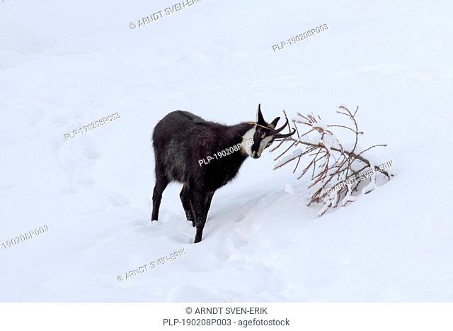 Chamois (Rupicapra rupicapra) male with back hairs raised rubbing antlers against pine tree in the snow in winter during the rut in the European Alps
