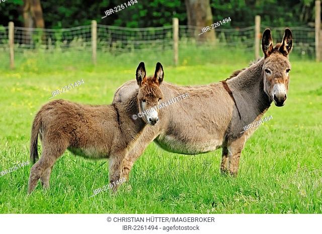 Donkey (Equus asinus asinus), a mare and a foal standing in the pasture, North Rhine-Westphalia, Germany, Europe