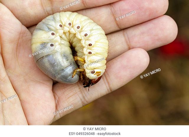 Image of grub worms, coconut rhinoceros beetle (Oryctes rhinoceros), Larva in the human hand