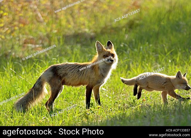 Red fox (Vulpes vulpes) vixen and pup, Whiteshell Provincial Park, Manitoba, Canada