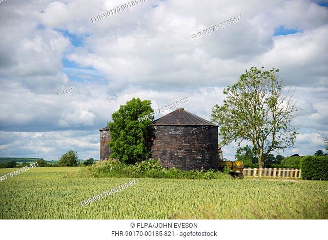 View of corrugated iron grain bins and Wheat (Triticum aestivum) field, near Alford, Lincolnshire, England, June