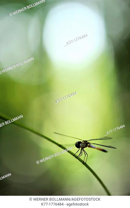Dragonfly, Tanjung Puting National Park, Province Kalimantan, Borneo, Indonesia