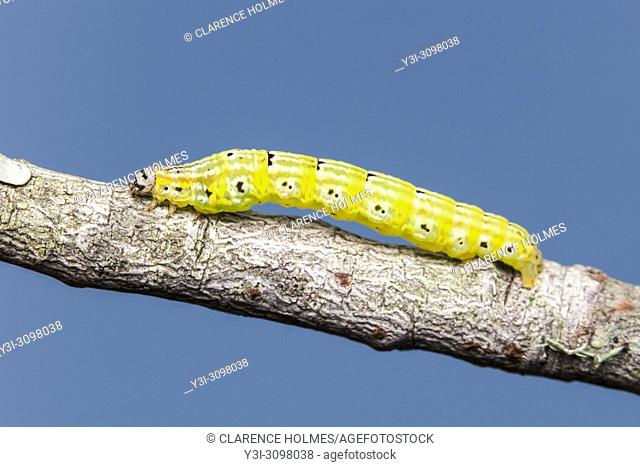 Geometrid Moth (Episemasia cervinaria) caterpillar (larva)