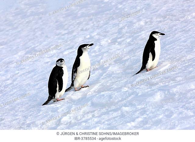 Chinstrap penguins (Pygoscelis antarctica), adult, Brown Bluff, Antarctica
