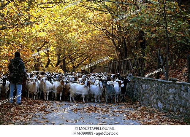 Epiros, Konitsa Sherard and sheep on bridge of Aoos River