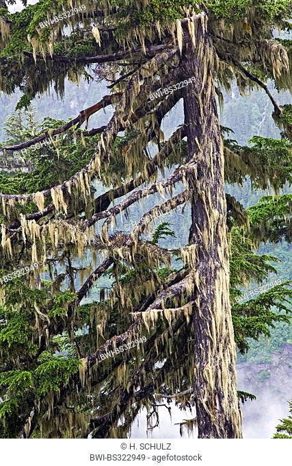 mountain hemlock (Tsuga mertensiana), with Horsehair Lichen, Bryoria capillaris, Canada, British Columbia, Tongass National Forest