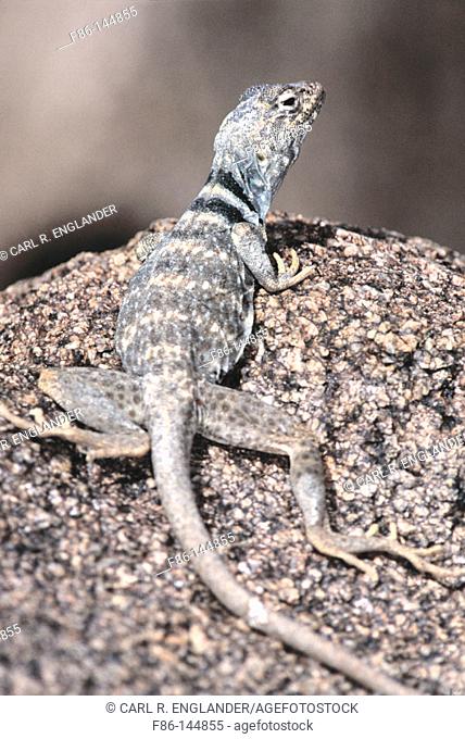 Deser Collared Lizard (Crotaphytus insularis). Joshua Tree NP. California. USA