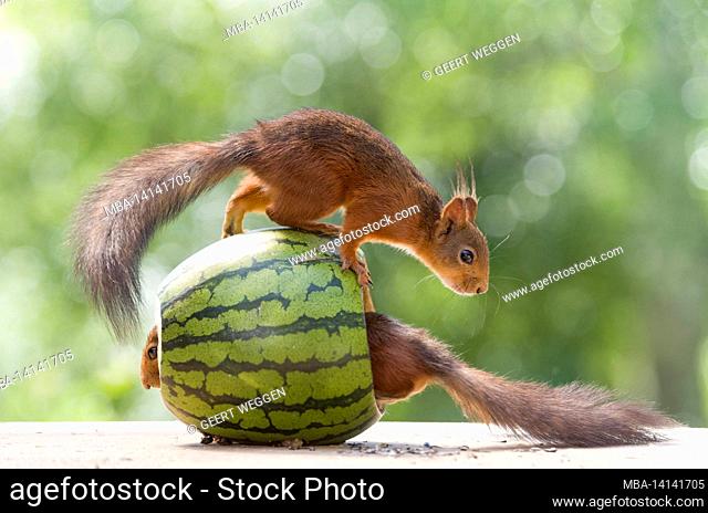 red squirrel are with a watermelon