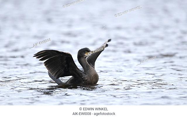 First-winter European Shag (Phalacrocorax aristotelis) wintering on inland location in the Netherlands. Flappings wings on the water