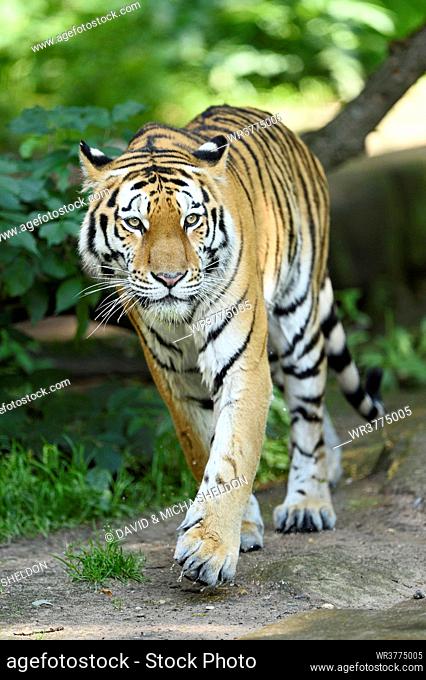 Siberian tiger walking