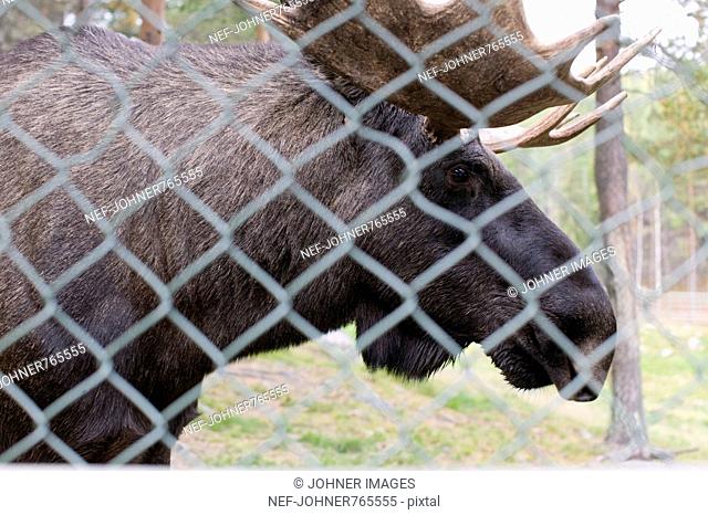 Elk behind a fence