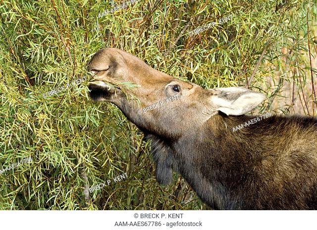 Moose, cow, stripping willow leaves to eat (Alces alces) Grand Teton Nat. Park, Wyoming