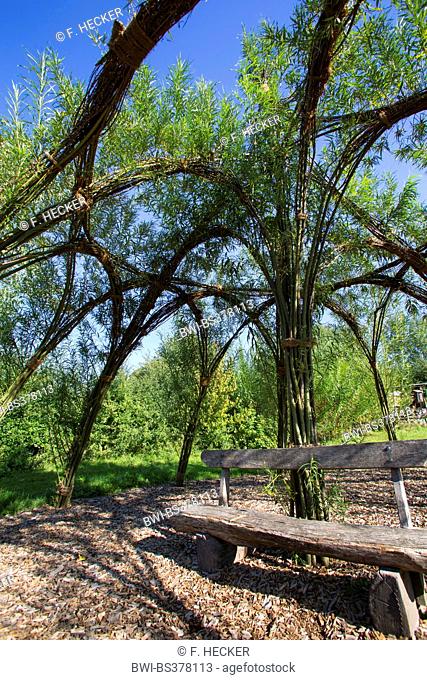 willow, osier (Salix spec.), self-made bower from willow; twigs stuck in the ground are growing and braided , Germany