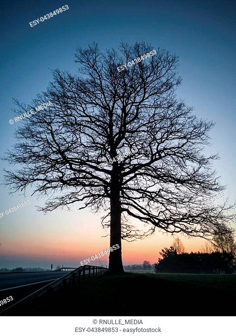 Tree Silhouette in an Early Morning Besides Countryside Road with a Heavy Mist Covering the Background
