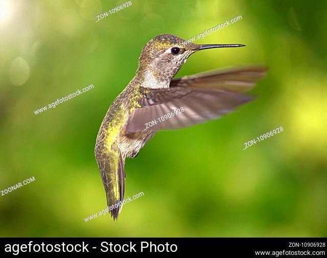 A Hummingbird in Flight, Color Image, Day