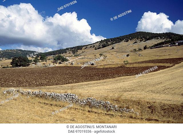 Agricultural landscape with low stone walls at Carbonara valley, near Monte Sant'Angelo, Apulia, Italy