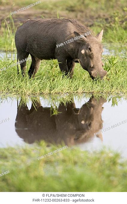 Common Warthog Phacochoerus africanus adult, grazing, feeding on grass at edge of water, Kwando, Linyanti, Botswana