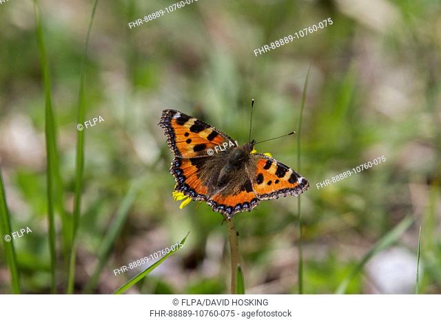 Small Tortoiseshell butterfly - Bulgaria