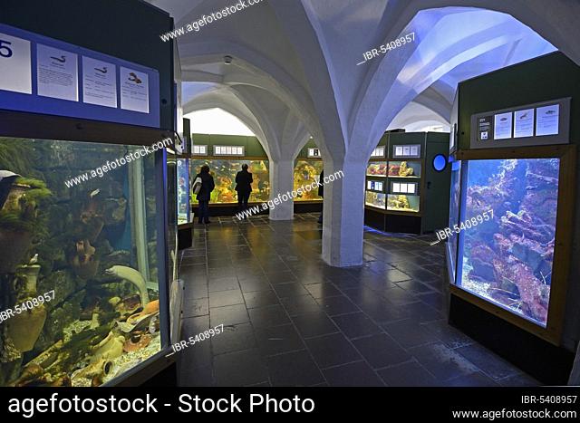 Visitors in the aquarium, Meeresmuseum, Oceanographic Museum, Hanseatic City of Stralsund, Mecklenburg-Western Pomerania, Germany, Europe
