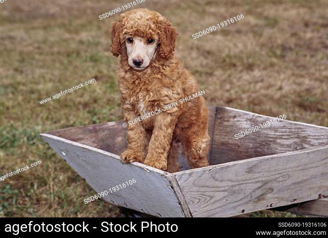 A standard poodle puppy standing in a wooden tray