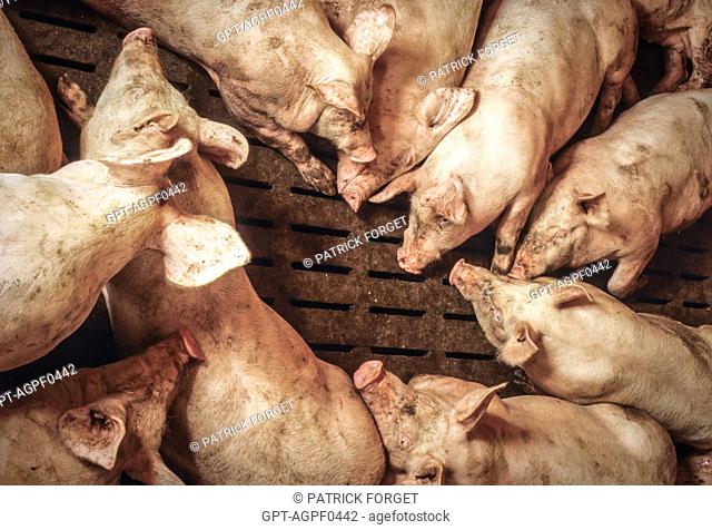 PIGS LYING ON THE GROUND, BATTERY PIG FARM, LAMBALLE, BRITTANY, FRANCE