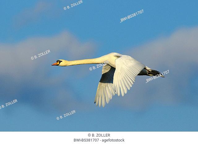 mute swan (Cygnus olor), in flight, Sweden, Hornborga Lake