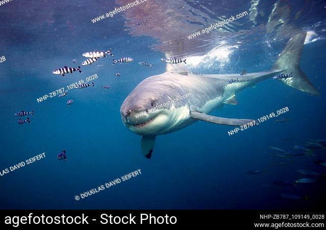Mature Female Great White Shark flanked by Pilot Fish These photographs by Douglas David Seifert of Great White sharks were taken off the coast off Guadalupe