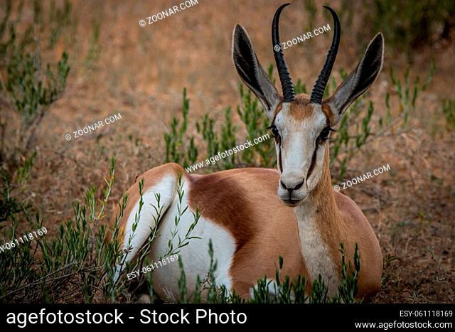 Springbok laying in the grass in the Kgalagadi Transfrontier Park, South Africa