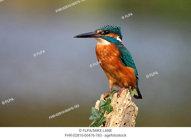 Common Kingfisher Alcedo atthis adult, perched on post with ivy, Worcestershire, England, october