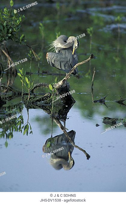 Great Blue Heron Ardea herodias Everglades Nationalpark Florida USA